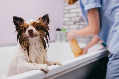 Pet Grooming and Pet Sitting Insurance in Louisville, KY by Dolack Insurance Agency
