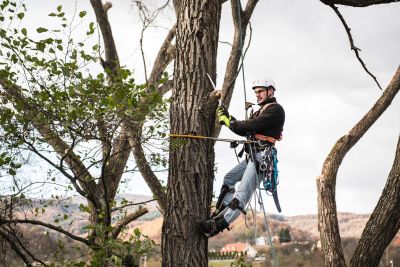 Tree Trimming Insurance in Louisville, KY by Dolack Insurance Agency